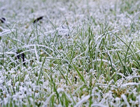 Should You Seed Your Grass In Winter? - The Daily DIY