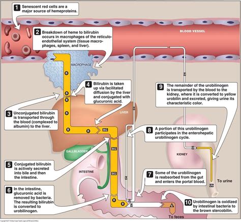 Medical Student Sharing: Bilirubin results interpretation made Simple