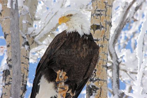 Bald Eagle Snowy Tree Background Stock Photo - Image of background ...