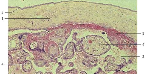 De Histology: Placenta (Histology)