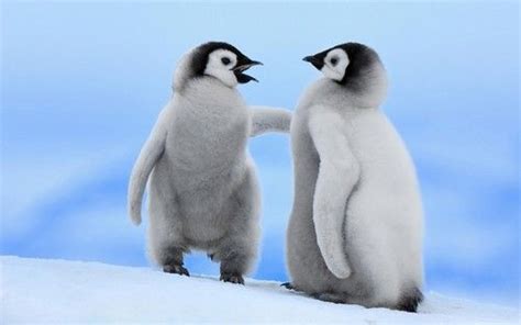 South Pole Animals | Sweet penguins | BIRDS | Pinterest | Sweet, Animals and Photos