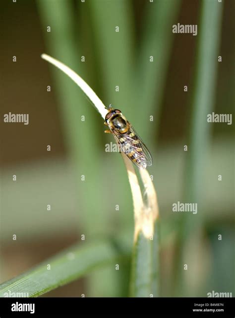 Drone fly insect hi-res stock photography and images - Alamy