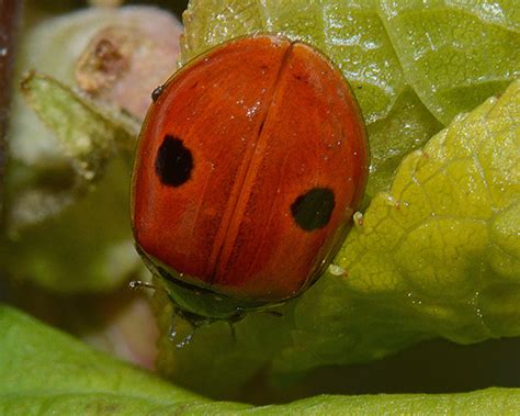 Euceraphis betulae (Silver birch aphid): identification, images ...