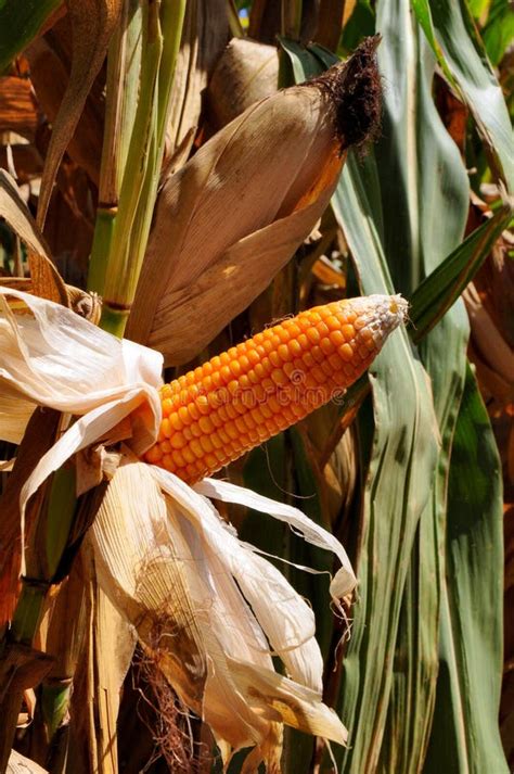 Flint corn stock image. Image of agriculture, flour, stalk - 63239145