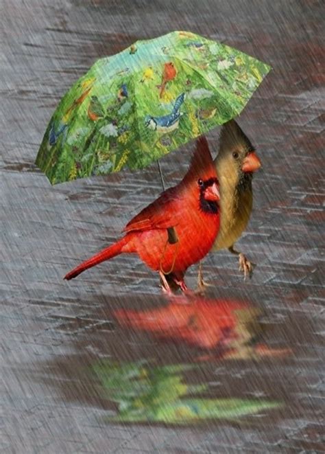 Cardinals singing in the rain | Beautiful birds, Birds, Pet birds