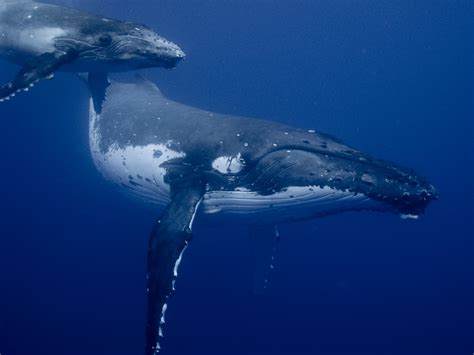 Humpback Whale Filmed Feeding Her Calf in Rare, Underwater Video - Newsweek