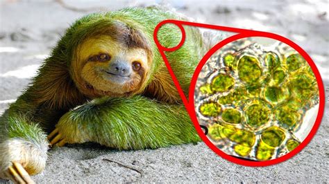 Algae On Sloth Bear