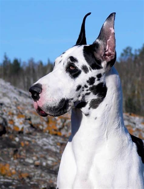 Best Training Treats for Great Dane Puppies - Hello Danes