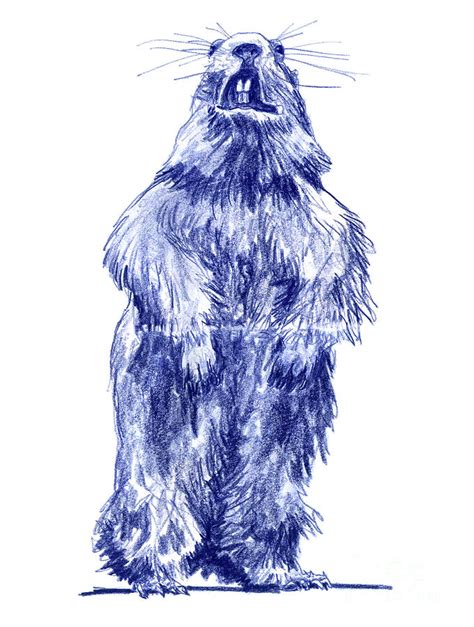 Marmota marmota Alpine marmot Drawing Drawing by Frank Ramspott - Fine ...