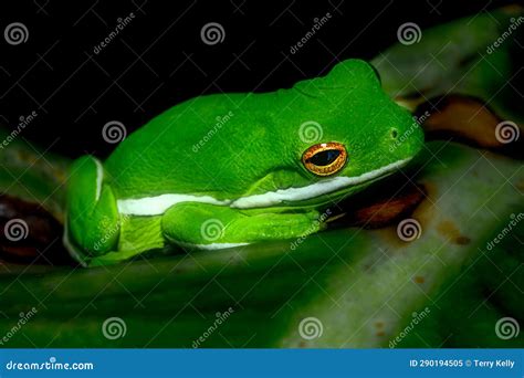 Florida Tree Frog stock image. Image of theme, colorful - 290194505