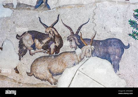 Ancient Goats Mosaic from the Byzantine period at the Great Palace of ...