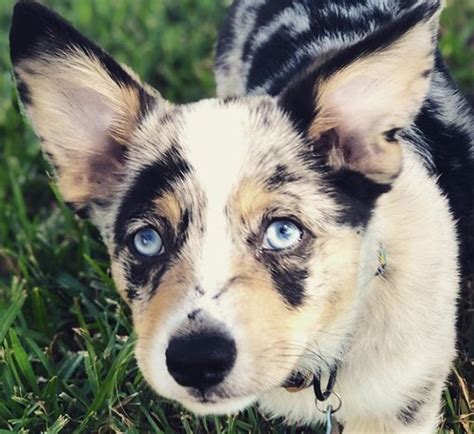 26 Corgi Mixes: Magical Mutts Who'll Steal Your Heart! | PetPress