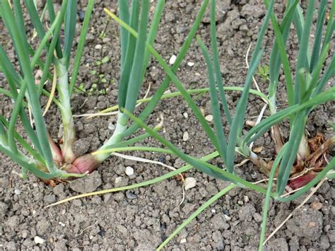 Diagnose Common Shallot Diseases And Pests | Gardening Know How