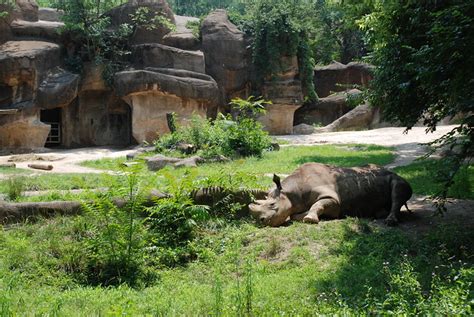 Indian Rhino habitat | Flickr - Photo Sharing!