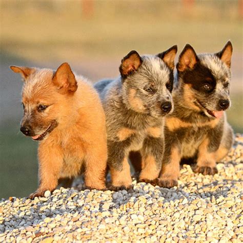 Chi Heeler Puppies - Photos All Recommendation