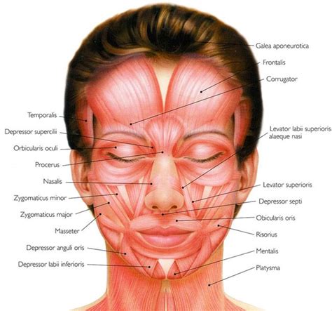 the muscles and their major structures are labeled in this diagram ...