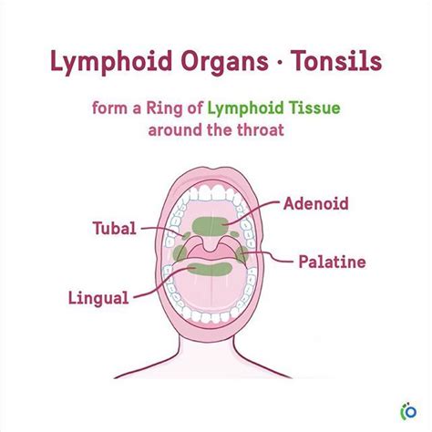 Tonsils And Lymph Nodes