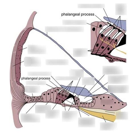 Scala Media and Surrounding Anatomy Diagram | Quizlet