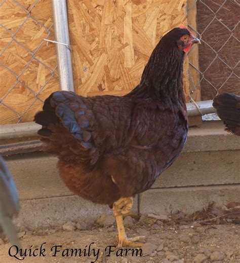 12+ Mohawk Rhode Island Red Eggs | BackYard Chickens