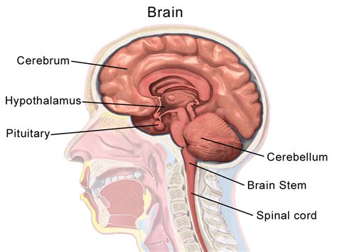 Hypothalamus | Anatomy, Functions, Problems, Summary & Facts