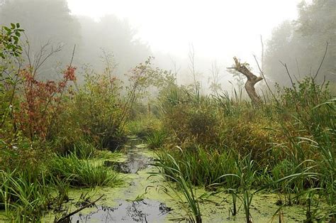 Foggy Swamp | Foggy, Swamp, Natural landmarks