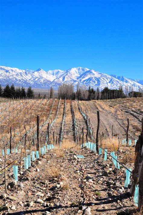 A Wine-o's Guide to Visiting Mendoza