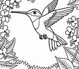 Free Printable Hummingbird Coloring Pages At GetColoringscom  sketch template