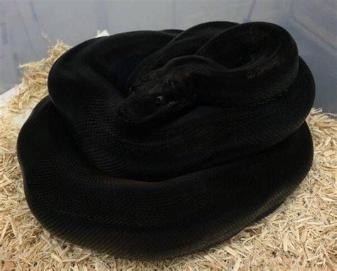 The blackness of this snake - 9GAG