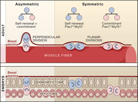 Oriented Cell Divisions and Muscle Satellite Cell Heterogeneity: Cell