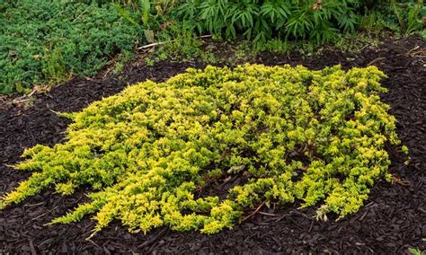 Creeping Juniper Ground Cover Care Guide | Epic Gardening