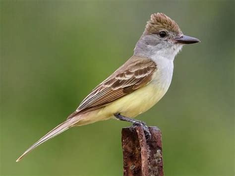 Tyrannidae Browse by Family, All About Birds, Cornell Lab of Ornithology