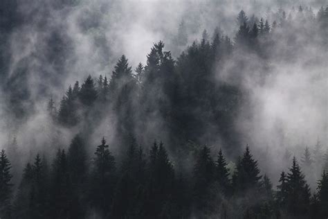 [フリー写真] 霧のかかる山の木々の風景でアハ体験 - GAHAG | 著作権フリー写真・イラスト素材集