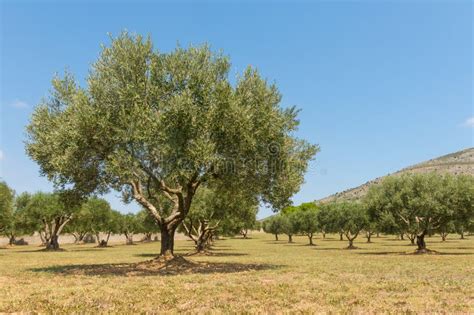 Olive Trees Field in Spain, Mediterranean, Emporda, Girona, Catalonia Stock Photo - Image of ...