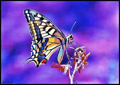 On the top, blue and pink background, blue, white, plant, brown, butterfly, top, gold HD ...