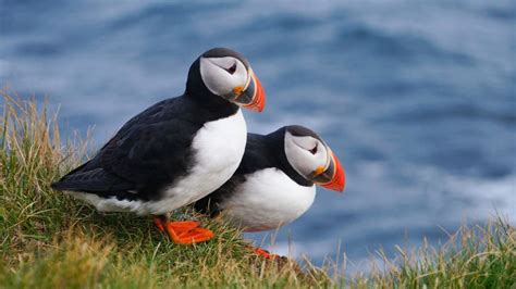 10 Facts About Puffins | Mental Floss