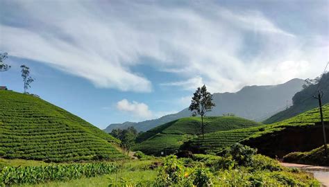 4 Days Munnar Alleppey Kerala Tour Packages – Explore Kerala with Sanguine Holidays