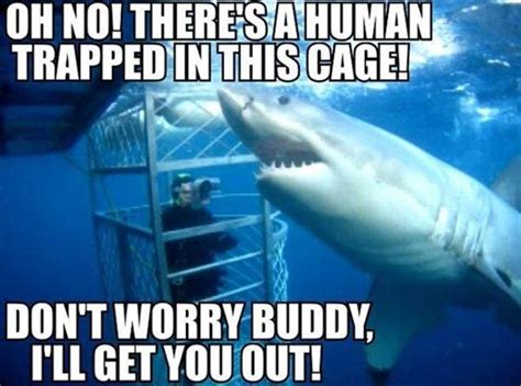 34 best Hilarious shark memes images on Pinterest | Funny sharks, Shark ...