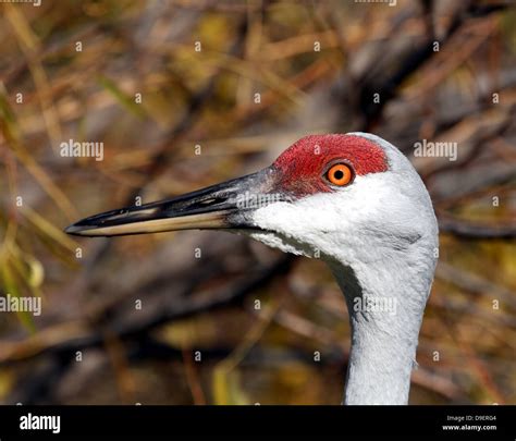 Sandhill crane from Nebraska Stock Photo - Alamy