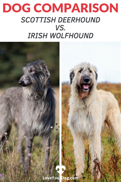 Irish Wolfhound Puppies, Irish Wolfhounds, Dog Comparison, Black Lab ...