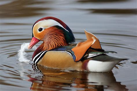 Male Mandarin Duck Photograph by Grant Glendinning