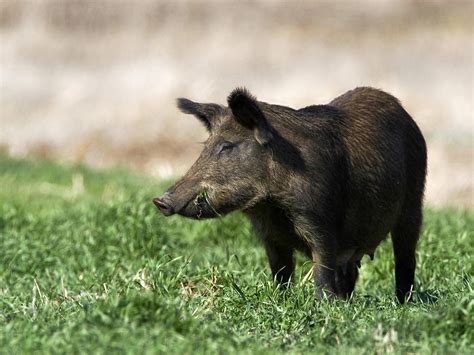 Wild hog presence threatens wildlife | Mississippi State University ...