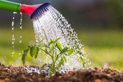 Qual o manejo de água correto para o cultivo do tomate Vero? | Revista ...