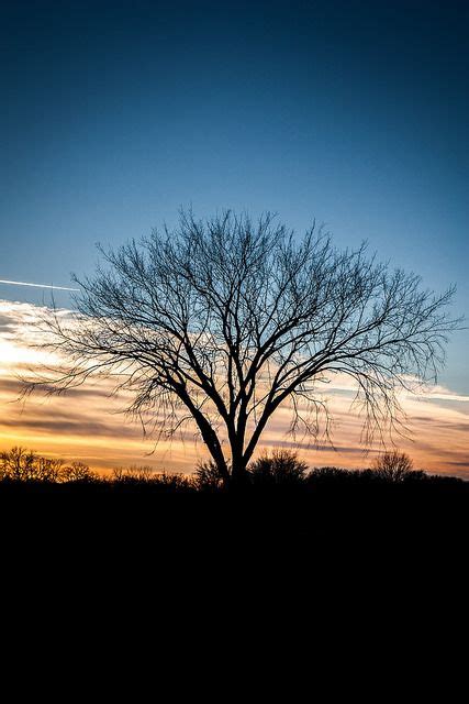 Lone Tree Lone Tree, Winter Wonder, Photo Contest, Cool Photos, Sunset ...