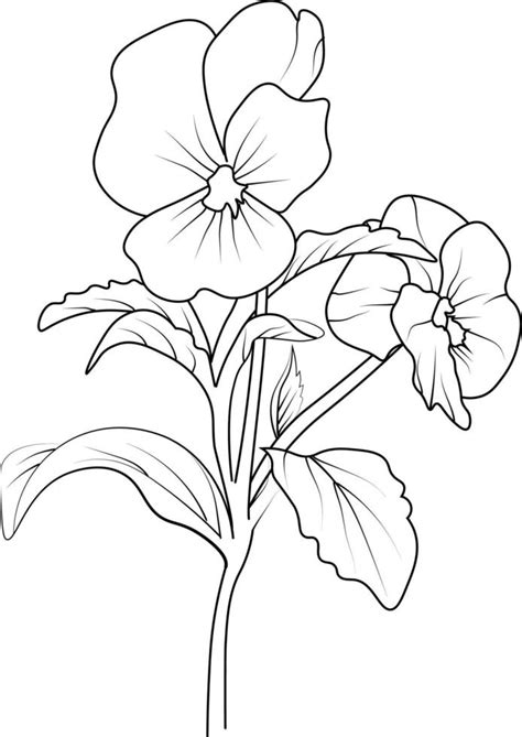 realistic pansy drawing, outline pansy flower drawing, traditional ...