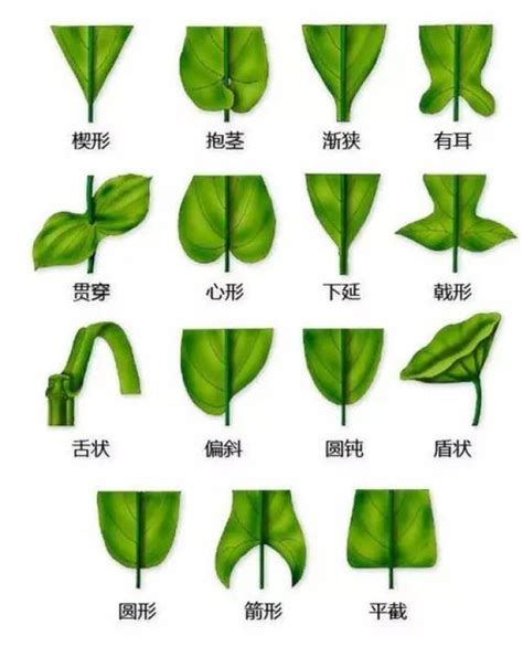 植物形态图片,植物图片大全大图,植物形态_大山谷图库