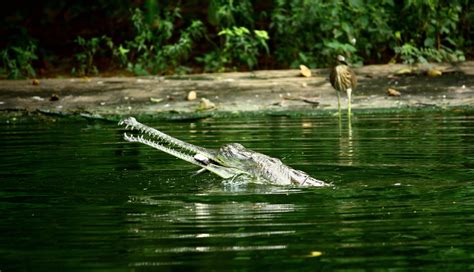 File:Gavialis gangeticus -Indira Gandhi Zoological Park, Visakhapatnam, India-8.jpg - Wikimedia ...
