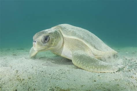 Photo of the Day ~ Australian Flatback Sea Turtles Protected - Mission ...