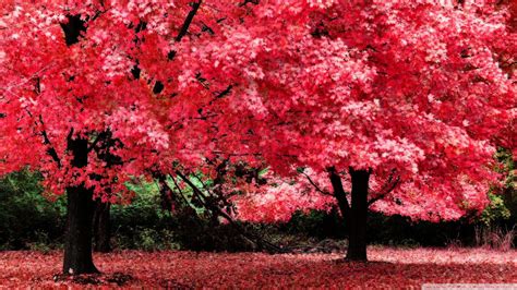 Free download Pink Autumn Foliage Wallpaper 1920x1080 Pink Autumn ...