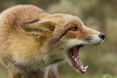 15. Fox Talk – Roeselien Raimond Nature Photography