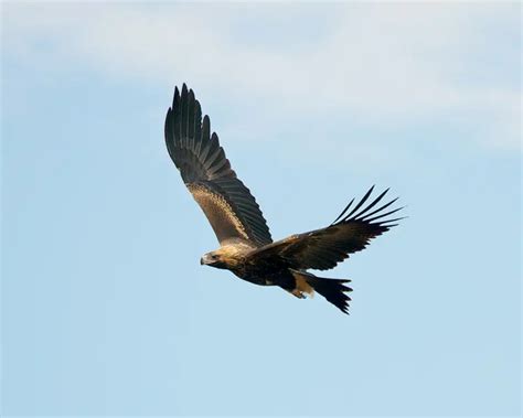 Wedge-Tailed Eagle - Facts, Diet, Habitat & Pictures on Animalia.bio